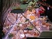 Cheeses galore!