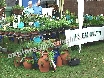 Herbs for cheese