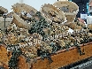 Oysters available
