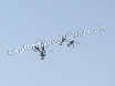 ...buzzing around