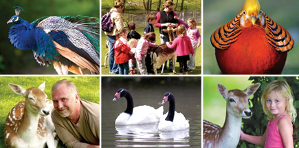 How to find us Prinknash Bird & Deer Park is idealy sitauted on the edge of the Cotswolds.