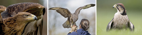 Three thrilling flying demonstrations every day at the International Birds of Prey Centre