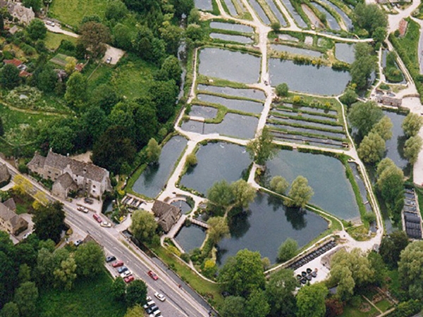 Enjoy a day out at Bibury Trout Farm in the Cotswolds