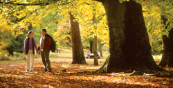 Autumn walks in the Forest of Dean