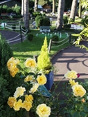 Beautiful flowers