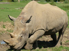 White Rhino