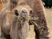 Bactrian Camel calf Petra