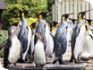 Brand new event: Penguin Week at Birdland