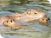Meet the “Water Horses” at Cotswold Wildlife Park