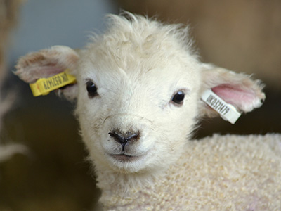 Open longer for lambing at Cotswold Farm Park