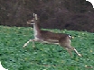 Yes - a herd of deer!