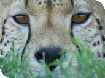 Nature in Art events 2008