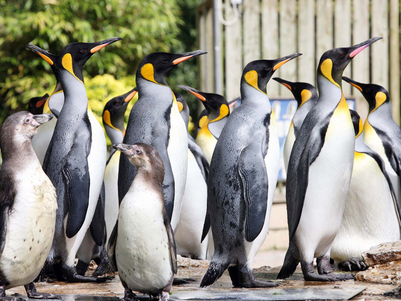 Celebrate like a King... Penguin at Birdland on 25 April