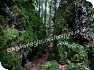 Puzzlewood or Puzzle Wood in the Forest of Dean