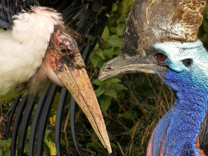 Birdland celebrates 'Feathered Fiends' for February Half Term Holidays