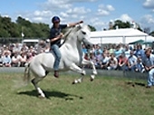The Cotswold Show 2008