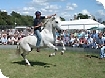The Cotswold Show 2008