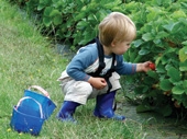 Pick your own strawberries, raspberries at Over Farm Market & Primrose Vale Farm