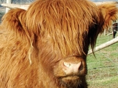Dick Whittington Farm Park in the Forest of Dean