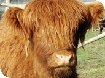 Dick Whittington Farm Park in the Forest of Dean