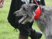 Deerhound racing at Lodge Park in the heart of the Cotswolds