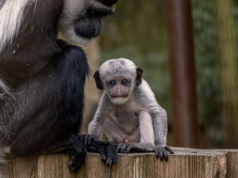 Baby animals born at Cotswold Wildlife Park