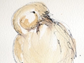 Events at WWT Slimbridge