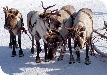 Reindeer in Tewkesbury