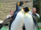 Save money at Birdland Park & Gardens