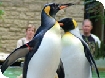 Save money at Birdland Park & Gardens
