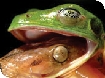 Events at Nature in Art
