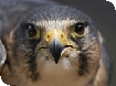International Centre for Birds of Prey