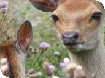 Spring arrives at Dick Whittington Farm Park