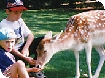 Kids go FREE at Prinknash Bird & Deer Park