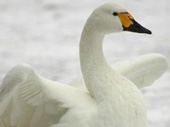 Events at WWT Slimbridge