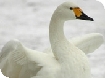Events at WWT Slimbridge