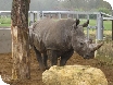 Cotswold Wildlife Park