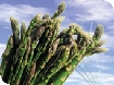 Asparagus in Gloucestershire