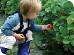 PYO Strawberries in Gloucestershire