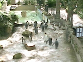 Cotswolds webcam installed at Birdland in Bourton-on-the-Water