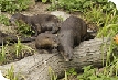 Otter family makes a splash at  WWT Slimbridge