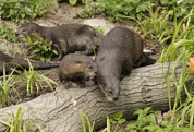 Otter family makes a splash at  WWT Slimbridge