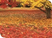 Westonbirt Arboretum blazes an Autumn Trail by Sarah
