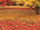 Westonbirt Arboretum blazes an Autumn Trail by Sarah