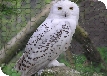 Lucky the Snowy Owl escaped from Birdland Park & Gardens