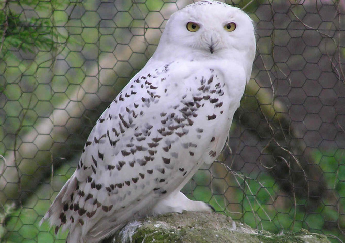 Lucky the Snowy Owl escaped from Birdland Park & Gardens