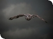 Review of a Winter Owl Evening at the International Centre for Birds of Prey