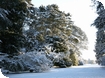 Winter wonderland at Westonbirt Arboretum