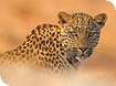Wildlife Photographer of the Year Exhibition