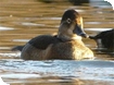 WWT Slimbridge